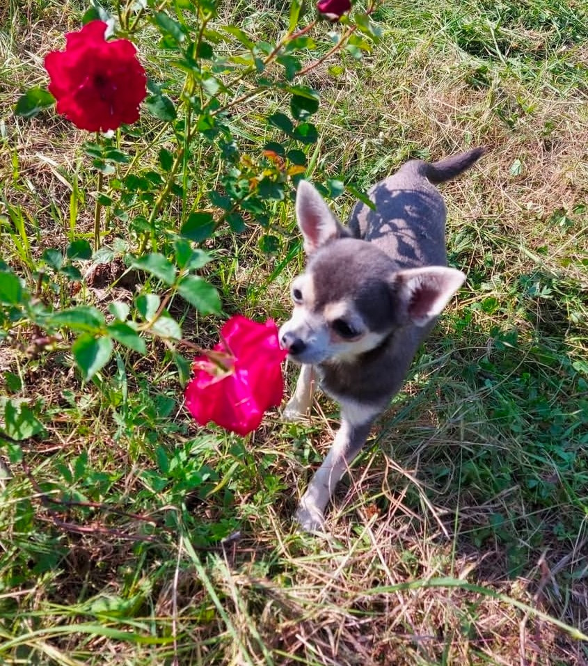 Raspberry (Sans Affixe)