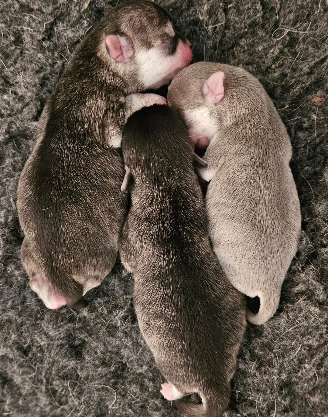 Jennifer Mugnier - Chihuahua - Portée née le 11/02/2026