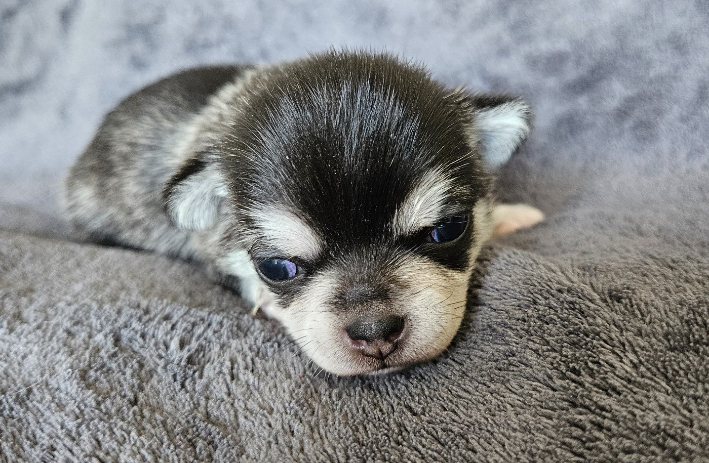 Jennifer Mugnier - Chiots disponibles - Chihuahua