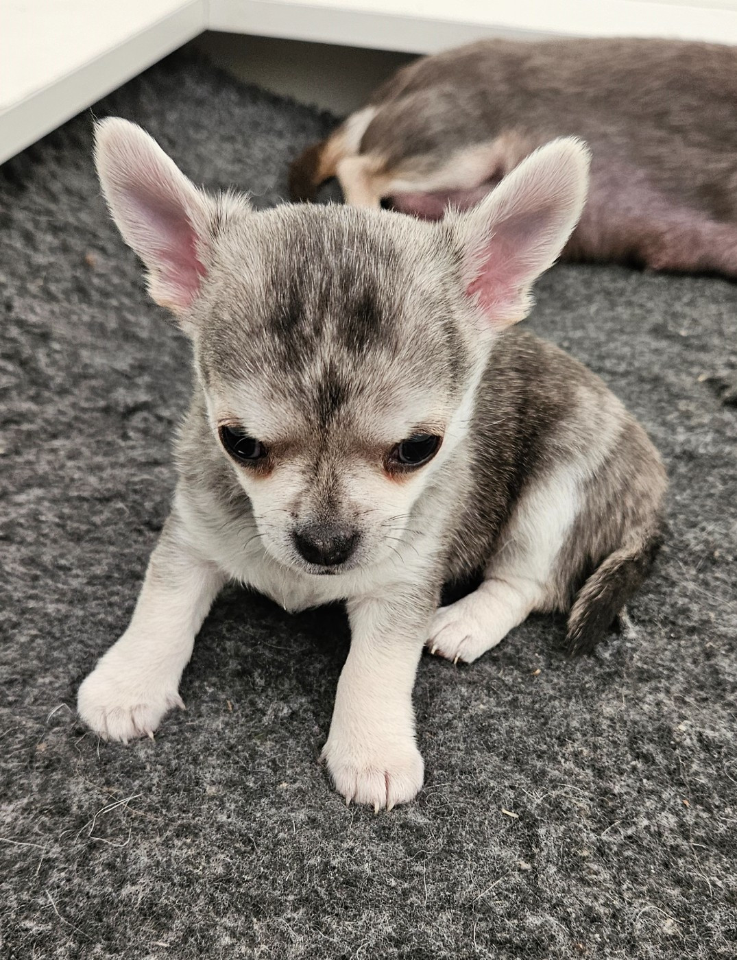 Jennifer Mugnier - Chiots disponibles - Chihuahua